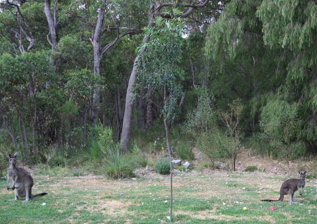 Margaret River Bed & Breakfast Esterno foto